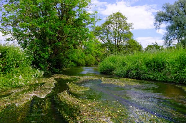 A tranquil river flows through a lush landscape, bordered by trees and dense bushes, under a partly cloudy sky. The scene captures the serene beauty of nature with vibrant greenery and reflections on the water's surface.