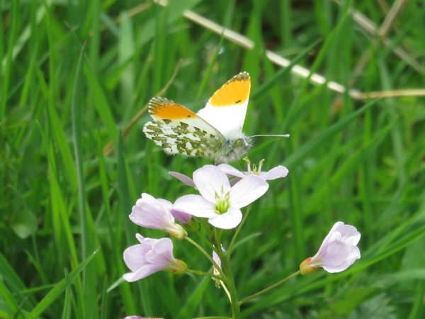 An orange tip butterfly perches delicately on a blade of grass, its white wings marked with bright orange tips and subtle green mottling on the underside. The butterfly’s vibrant colors contrast with the fresh green of the grass, creating a striking, springtime scene.