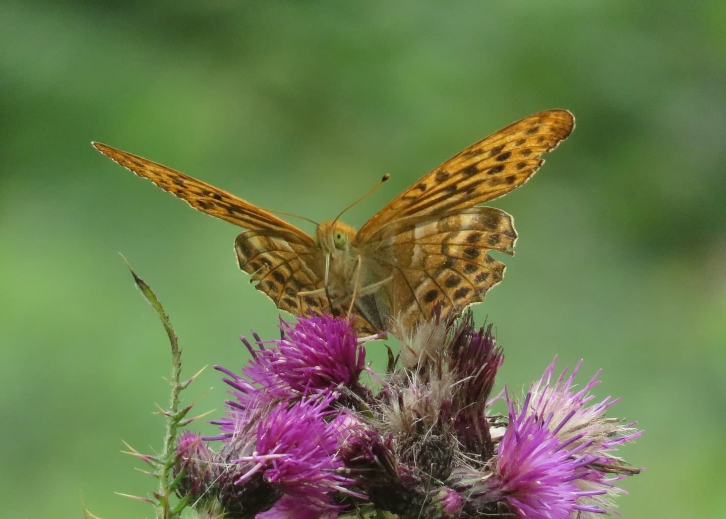 A silver-washed fritillary butterfly rests on a purple wildflower, its vibrant orange wings adorned with black spots. The butterfly’s wings are slightly spread, showcasing the subtle silver streaks on the underside. The contrasting colors of the butterfly and the delicate wildflower create a captivating and lively scene in the meadow.