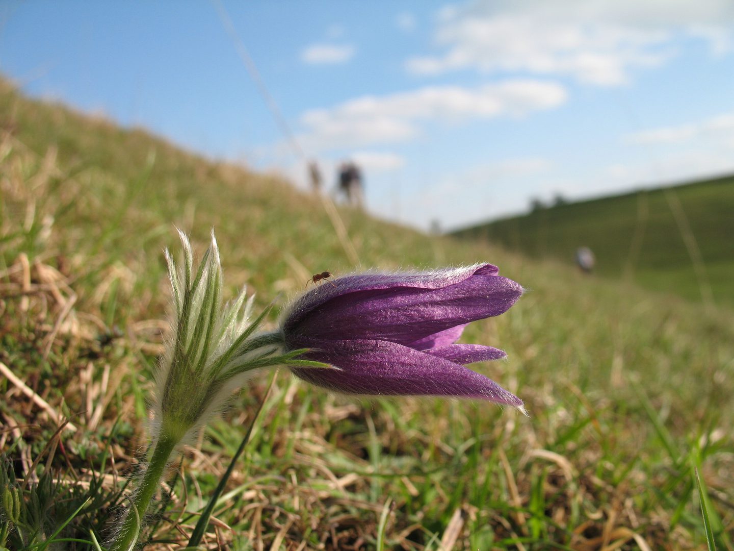 The pasque flower (Pulsatilla vulgaris) is an early spring bloom with large, silky, bell-shaped flowers in violet, pink, or white. It has feathery leaves and produces fluffy seed heads after flowering. It commonly grows in open grasslands and rocky areas.
