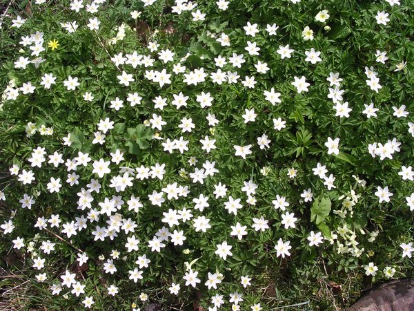 The wood anemone (Anemone nemorosa) is a delicate, spring-blooming flower with white to pale pink, cup-shaped blossoms. Each flower has five petal-like sepals and is supported by a slender, leafless stem. The plant has deeply divided, green foliage that forms a low, carpet-like cover. It typically grows in shady woodlands and damp, forested areas.