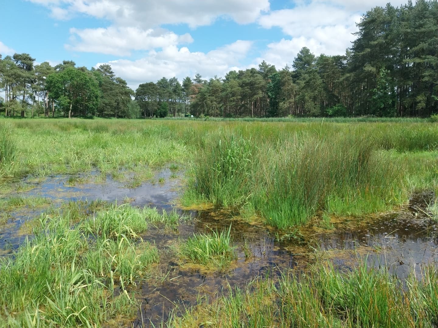 A tranquil scene of The Brecks in Norfolk, featuring a small body of water surrounded by tall green grass. The water reflects the sky, creating a sense of calm amidst the natural vegetation. Sparse trees and shrubs are visible in the distance, adding to the serene atmosphere of this wetland habitat.