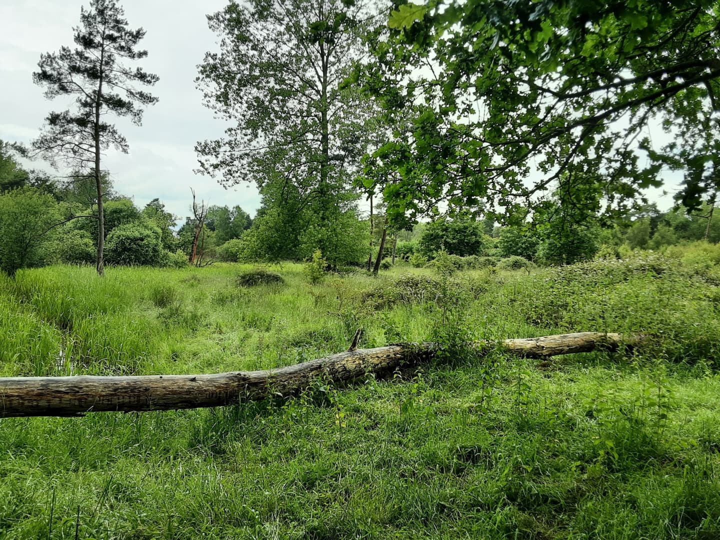 A scenic view of The Brecks in Norfolk, showcasing a fallen tree resting on a grassy landscape with a line of trees in the background, create a striking feature against the natural surroundings. The sky is partly cloudy, adding depth to the peaceful, open landscape.