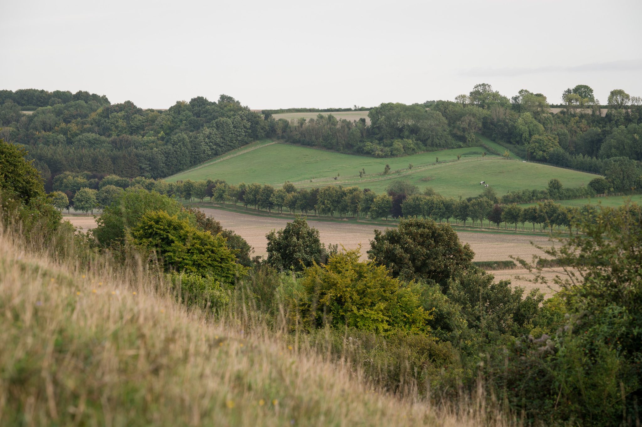Scenic landscape featuring rolling hills covered in green grass and scattered trees and shrubs. Fields are visible in the foreground under an overcast sky, creating a calm and serene atmosphere.