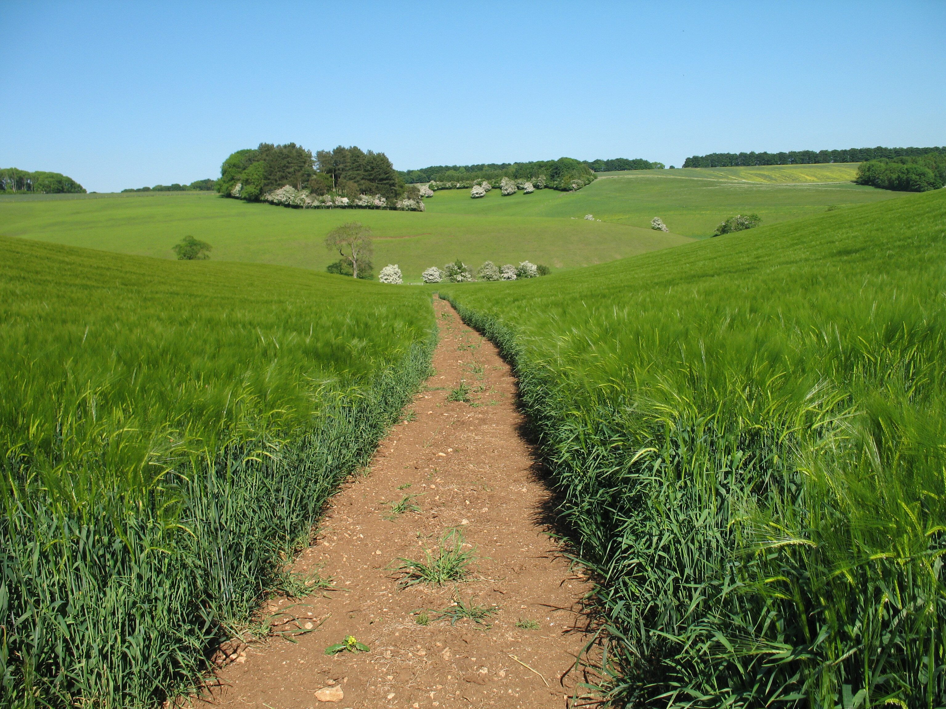 A green arable field with a path running through it in the Cotswold National Landscape presents a serene rural scene. The field is lush and vibrant, bordered by hedgerows, with the path offering a tranquil route for walkers to explore the expansive countryside and rolling hills typical of the Cotswolds.