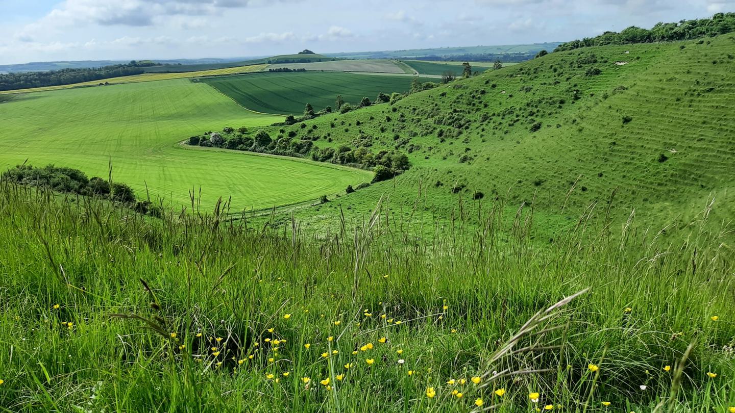 Pewsey Downs, looking towards Salisbury Plain, offers expansive views of rolling chalk hills and open countryside. The landscape features sweeping green fields and distant, undulating plains, with Salisbury Plain visible on the horizon. The scene is tranquil and panoramic, showcasing the natural beauty and wide-open spaces of the region.