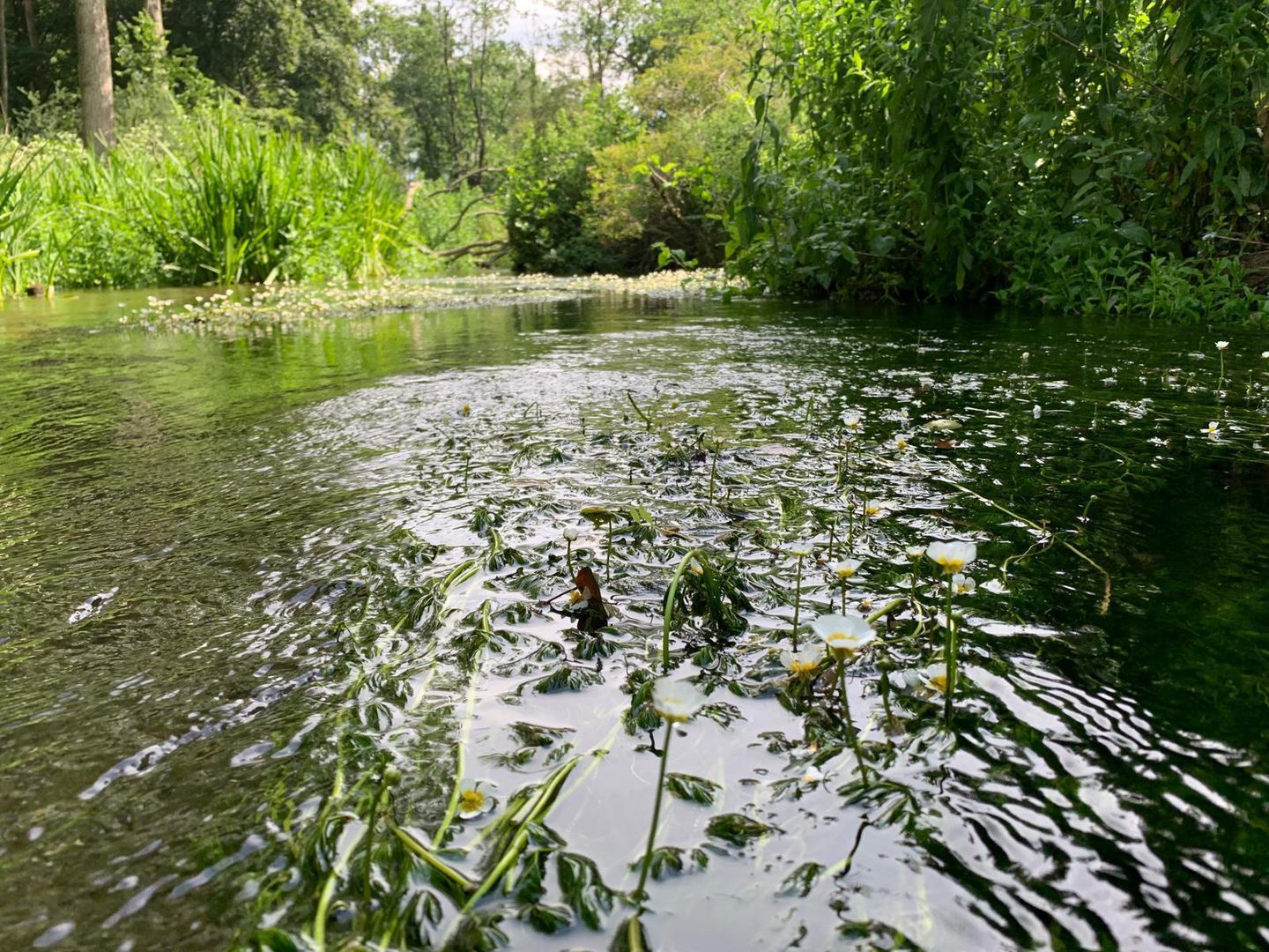 A serene chalk stream flowing gently through a lush green area, with aquatic plants and white water crowfoot flowers in the foreground.