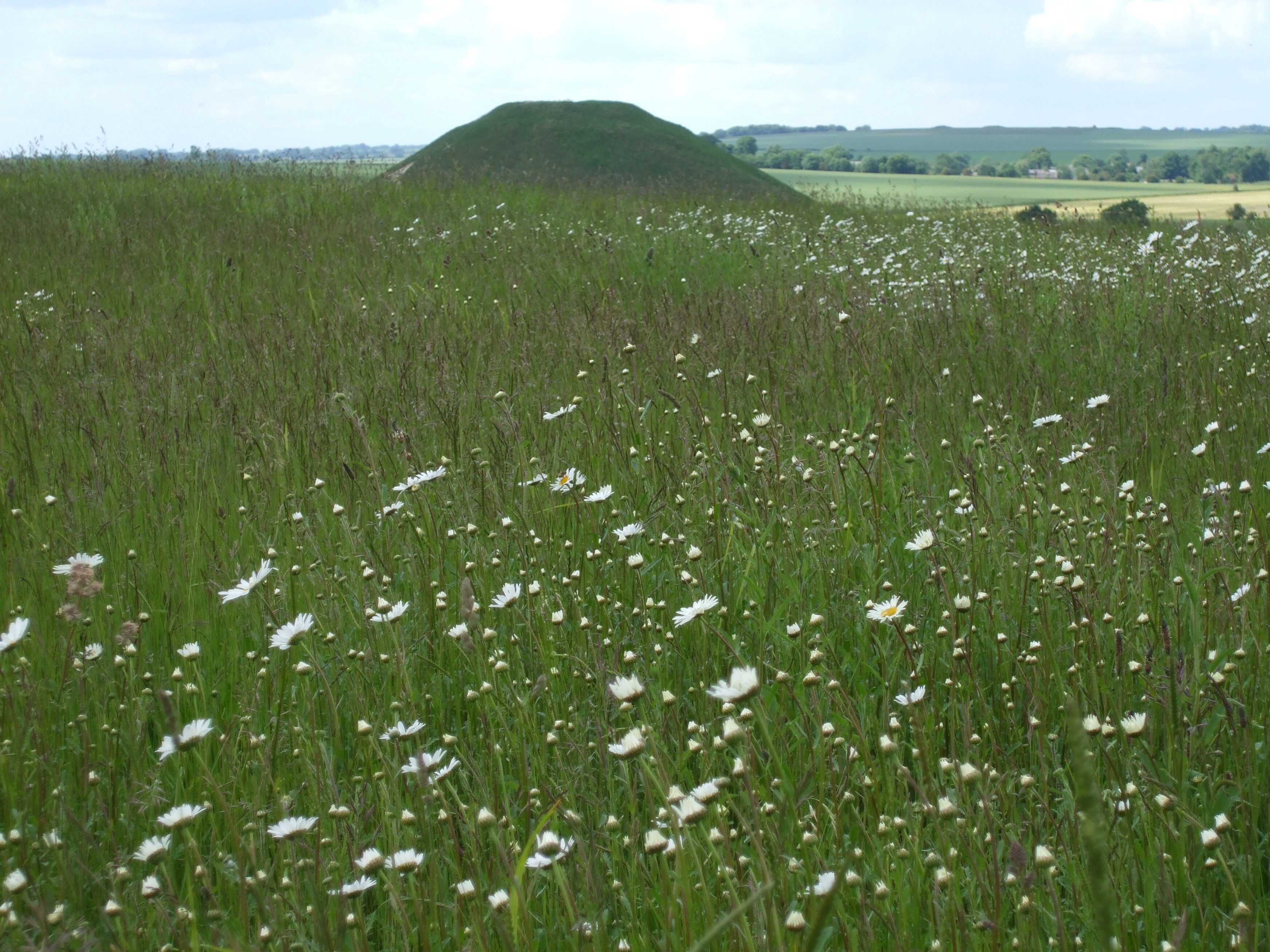 Silbury Hill, near Avebury in Wiltshire, is a massive prehistoric mound standing about 40 meters high. Constructed from chalk, it is one of the largest Neolithic structures. The surrounding area features vibrant wildflowers such as oxeye daisies and buttercups, adding colour to the ancient landscape and enhancing its scenic beauty.