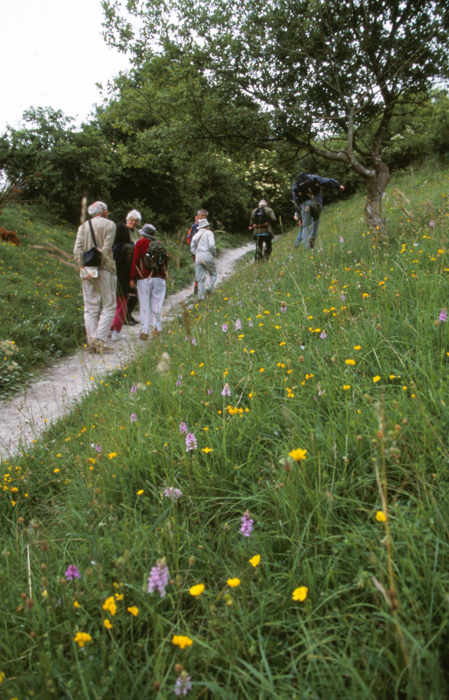 The Morgans Hill Botanical Society works on a reserve, focusing on the conservation and study of plant species. The society conducts botanical surveys, habitat management, and educational activities to protect and enhance the reserve's diverse flora. Their efforts help preserve the ecological balance and promote public appreciation of the natural environment.