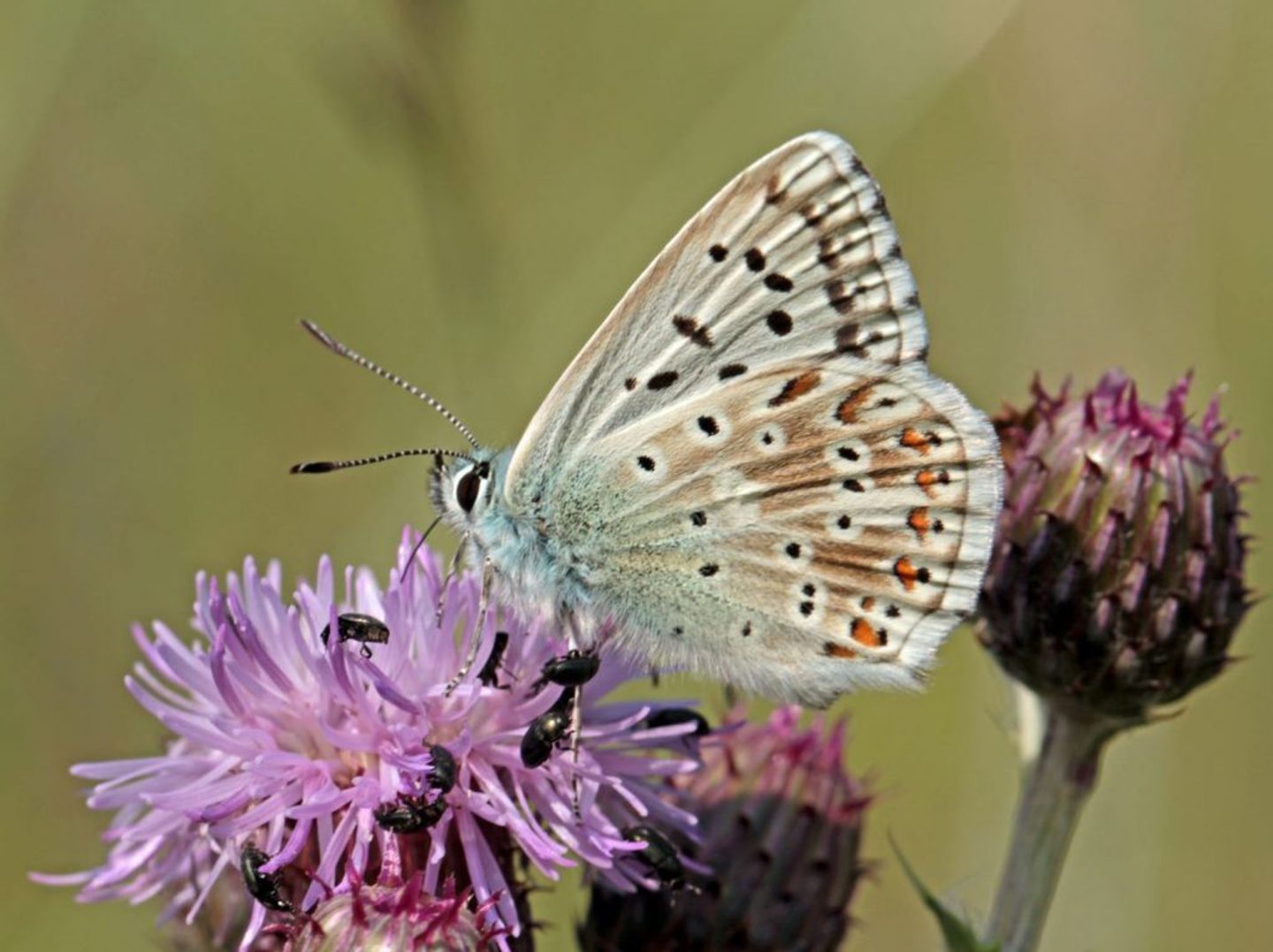 A close-up image of a butterfly with light blue and brown wings, featuring black and orange spots, perched on a purple thistle flower. The butterfly's antennae are visible, and there are several small black insects on the flower. The background is blurred with greenish hues, highlighting the butterfly and the flower as the main subjects.