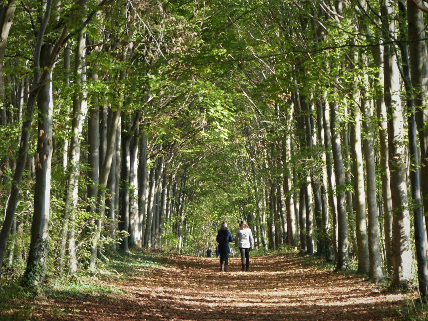 A serene forest path lined with tall trees on both sides, their branches forming a canopy overhead. Two people are walking down the path, one wearing a dark coat and the other in a light coat. The ground is covered with fallen leaves, and sunlight filters through the foliage, creating dappled shadows on the path.