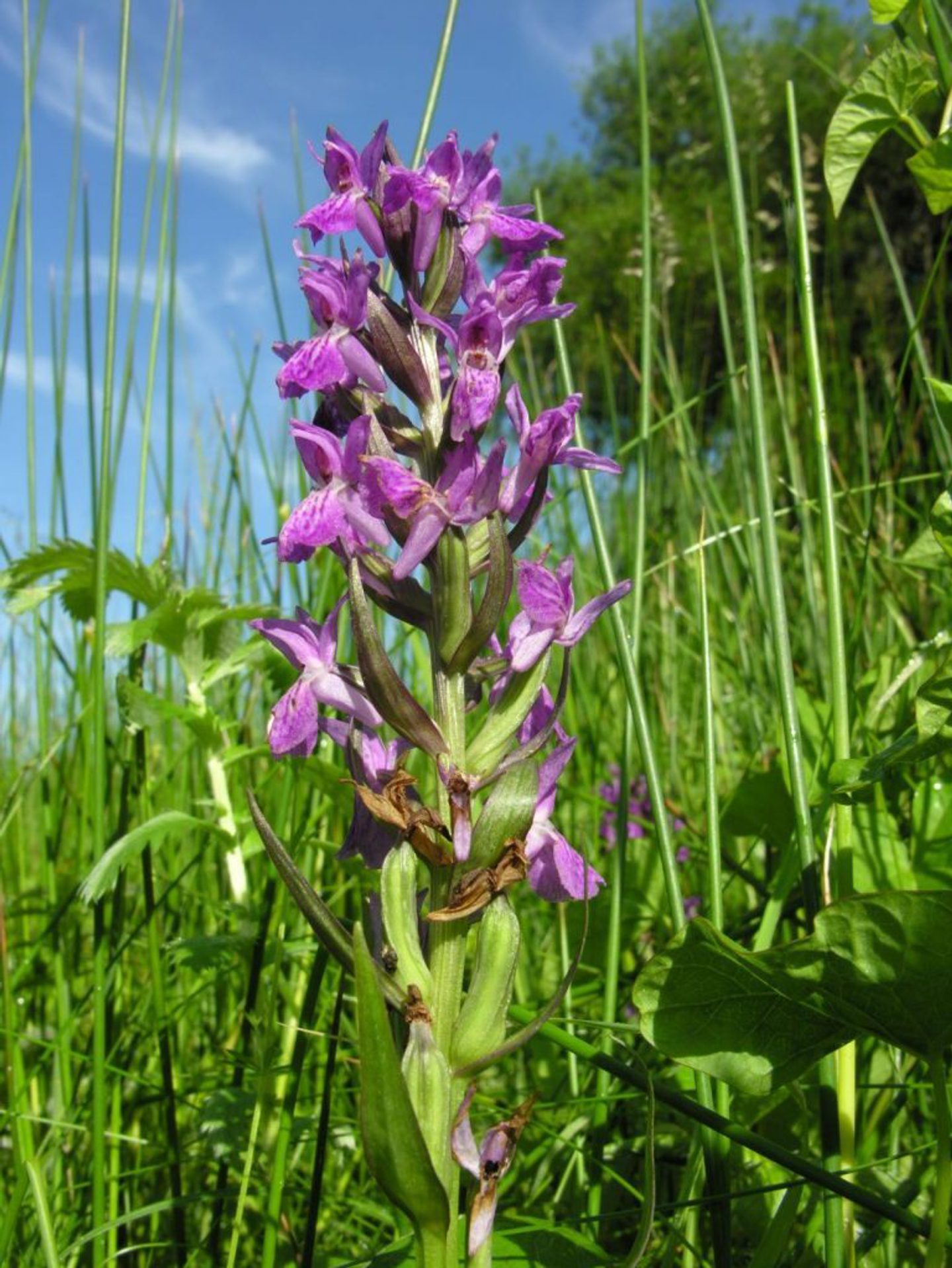 A close-up image of a Marsh Orchid. A tall, vibrant purple wildflower with multiple blossoms growing in a lush green meadow. The background features tall grasses and other green foliage under a clear blue sky.