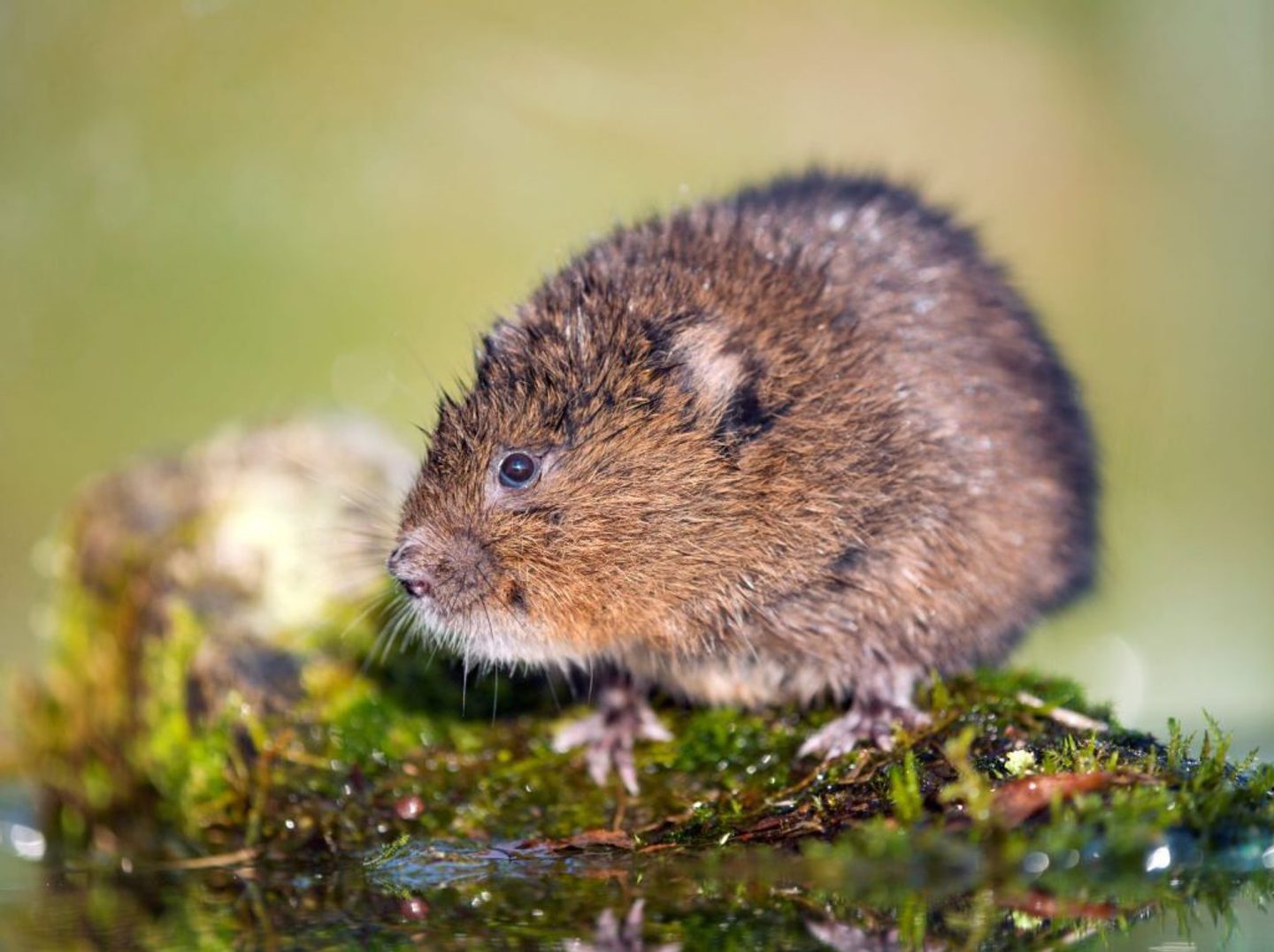 A close-up image of a Water Vole, a small, brown, furry rodent standing on a moss-covered surface. The background is blurred with green and yellow hues, suggesting an outdoor natural setting. The rodent has small ears, dark eyes, and short whiskers