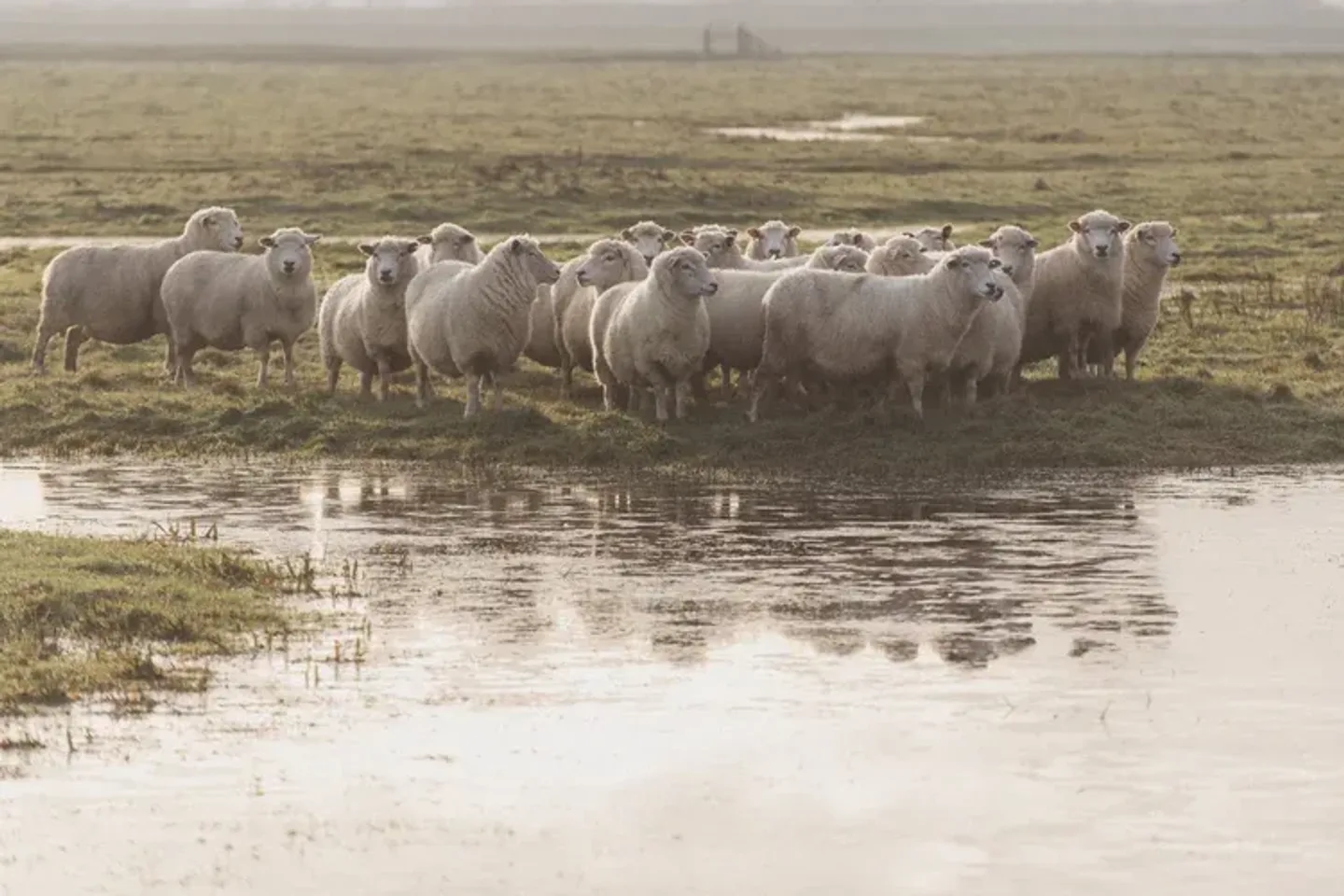 A flock of sheep stands on a grassy patch beside a body of water in an open field. The water reflects the sheep and surrounding landscape. In the background, a flat expanse with patches of grass and water stretches to the horizon beneath a cloudy sky.