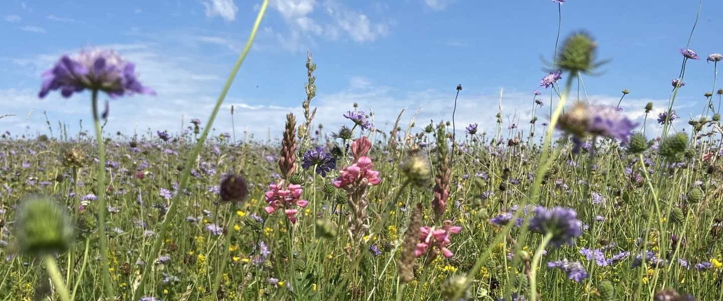 A vibrant display of yellow, purple, and pink wildflowers blooming in the grassy landscape of the Cotswolds. The flowers are scattered across the field, adding pops of color against the green grass and rolling hills in the background.