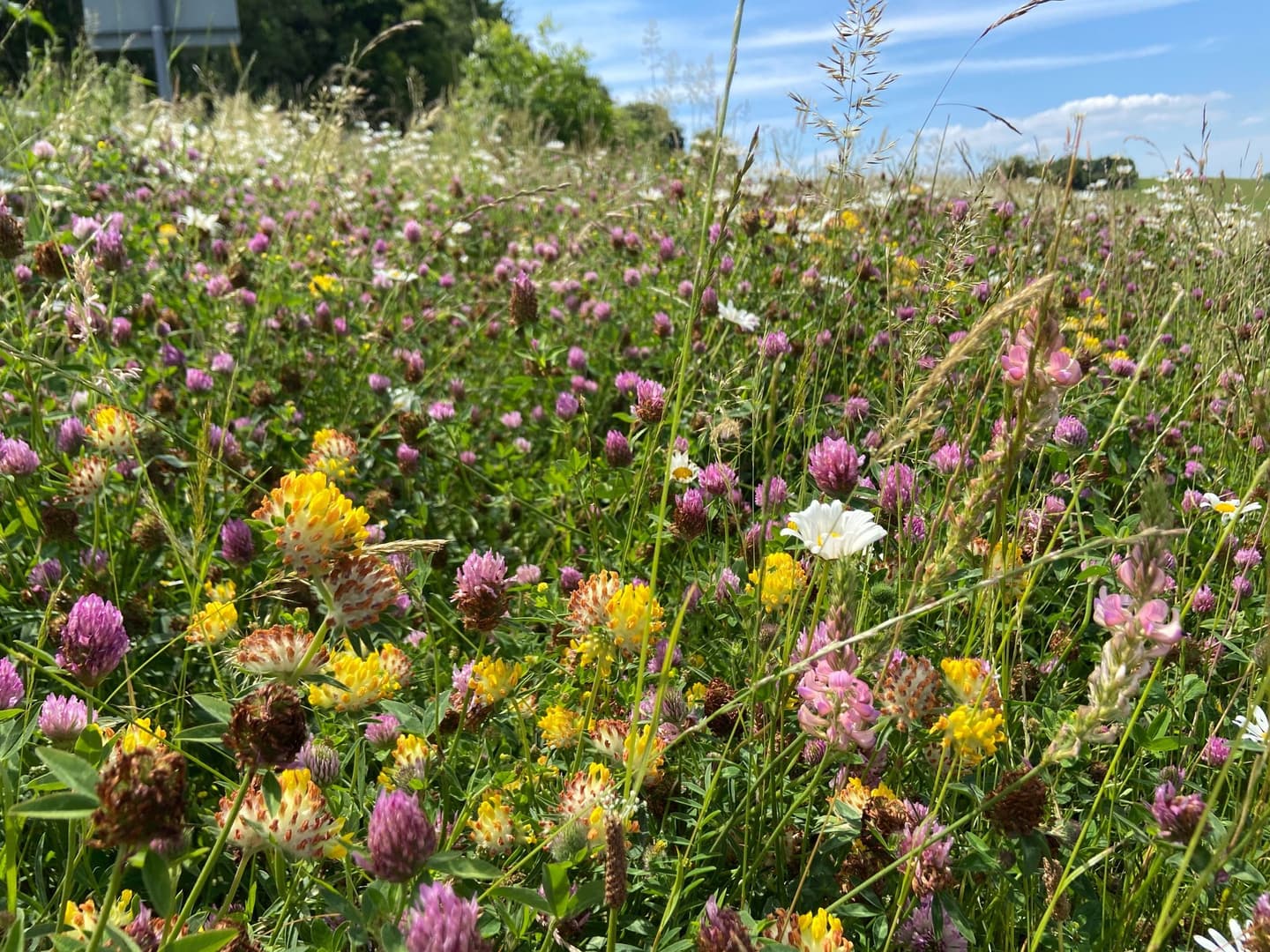 A close-up of a diverse wildflower meadow, showcasing a mix of pink, yellow, and white flowers, including clover and kidney vetch, interspersed among tall grasses. The bright colors contrast against the greenery, with a blue sky and wispy clouds above.