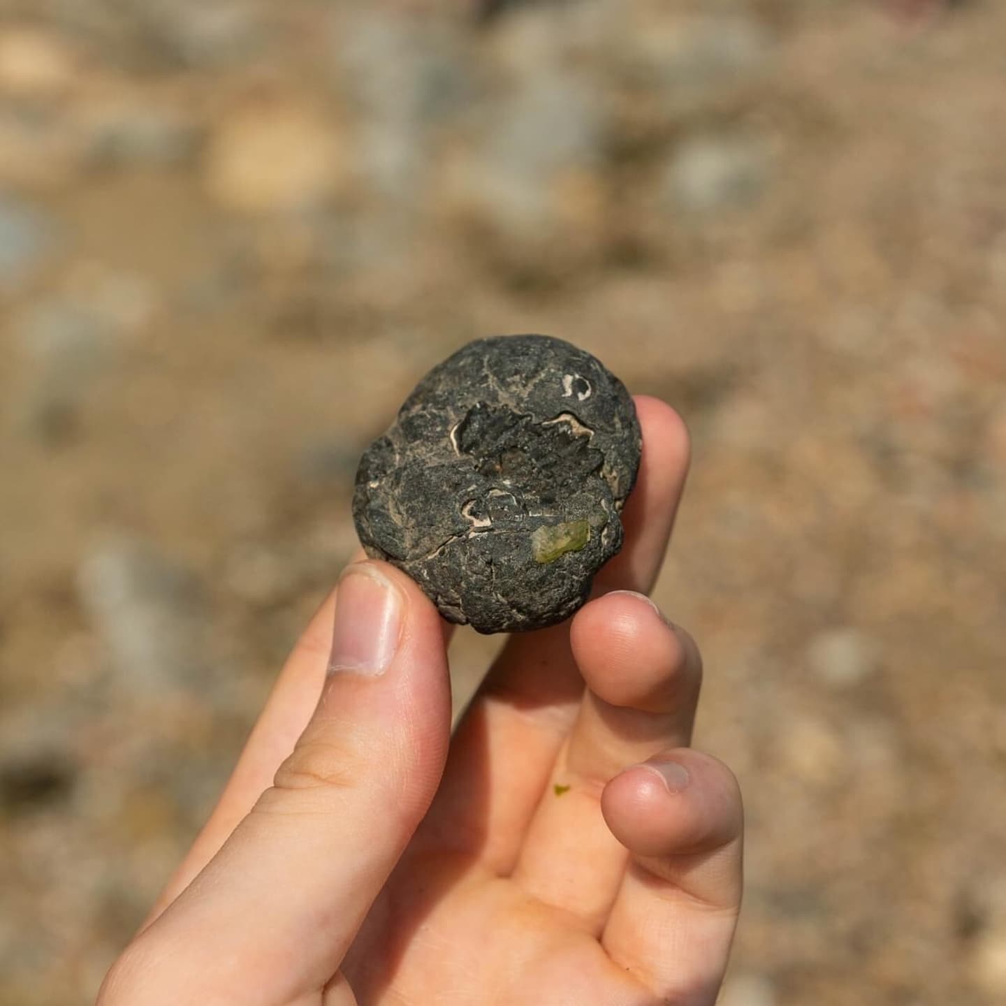 Close-up of a fossil embedded in rock, showcasing intricate details of its ancient structure, surrounded by a textured stone surface