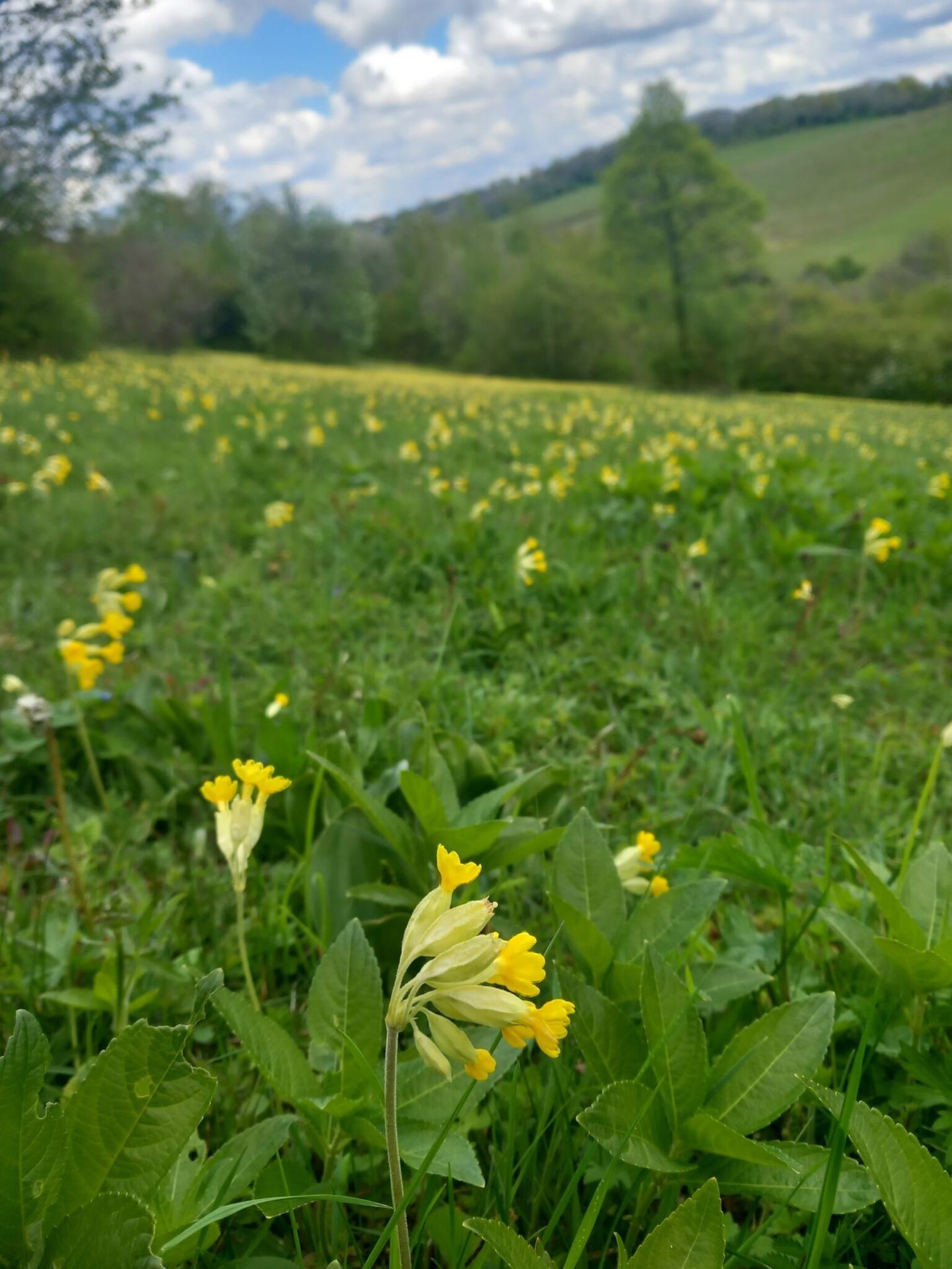A lush green field filled with cowslips, under a small blue sky with scattered clouds.