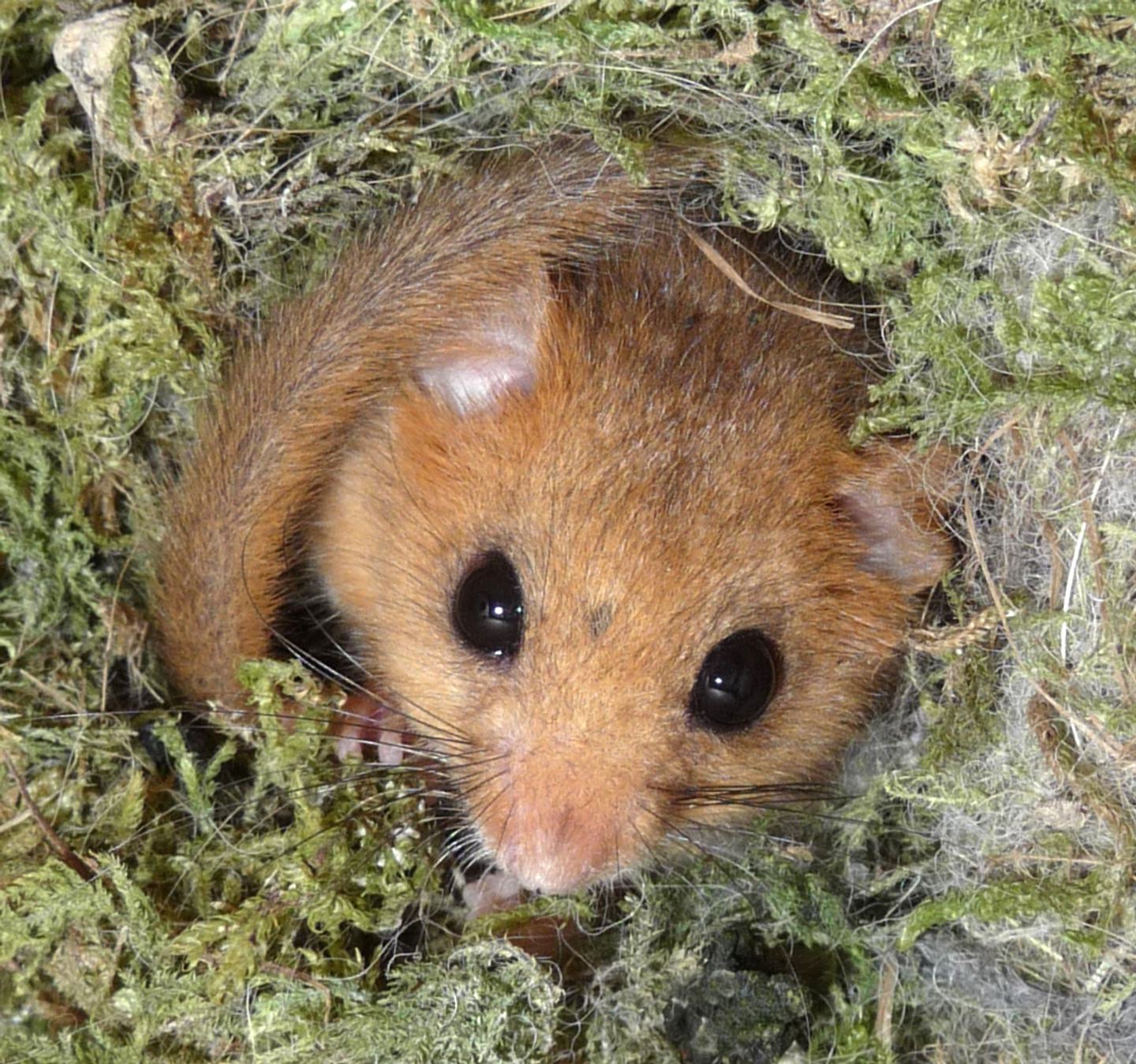 A dormouse nestled in a bird's nest, surrounded by twigs and leaves.