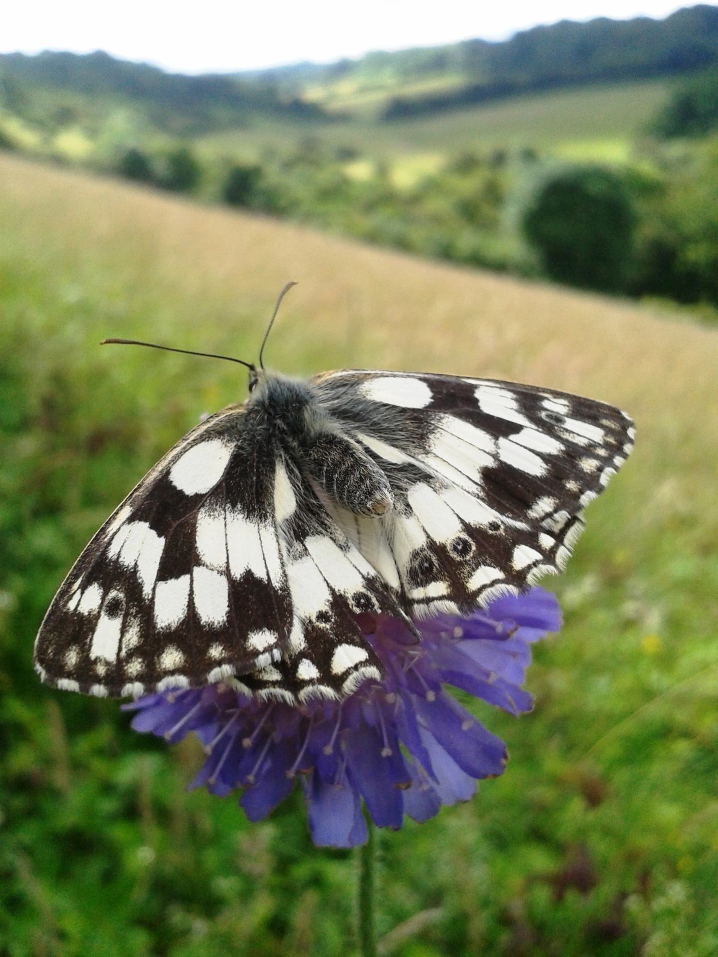 A Marbled White butterfly perched on a purple scabious flower, with its distinct black and white patterned wings.