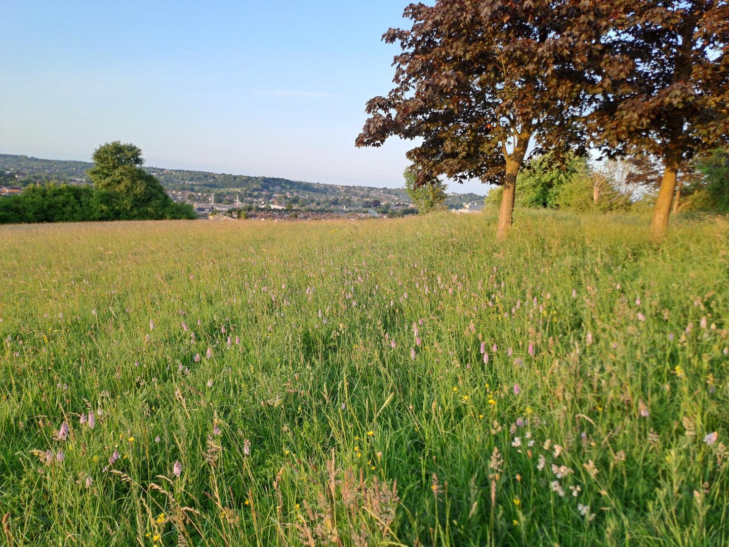 A scenic view of a grassy field with wildflowers in bloom, featuring two large trees with dense foliage on the right side. The background shows a distant town or cityscape under a clear blue sky, with rolling hills and scattered trees.