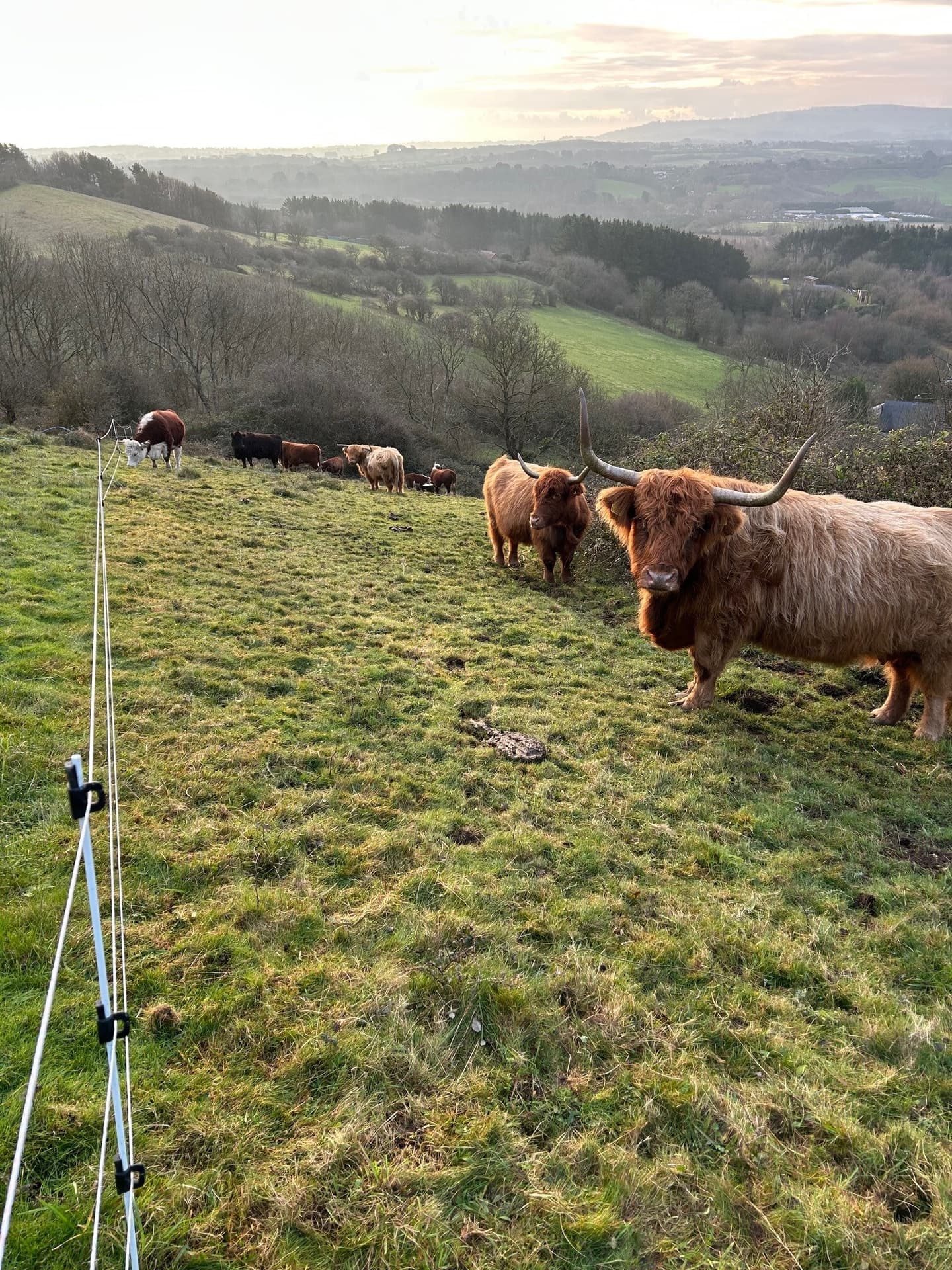 Cows grazing peacefully on the rolling slopes of The Garlic Farm in the Isle of Wight, with lush green fields and distant views of the countryside.