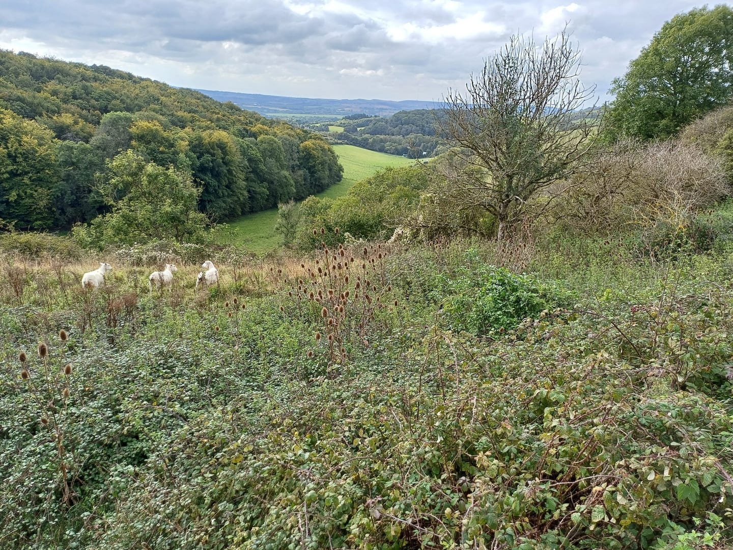 Sheep grazing on the scrub and grassland at Arreton Down to keep the grass in good condition for nectar-loving insects, with rolling hills and expansive countryside in the background.