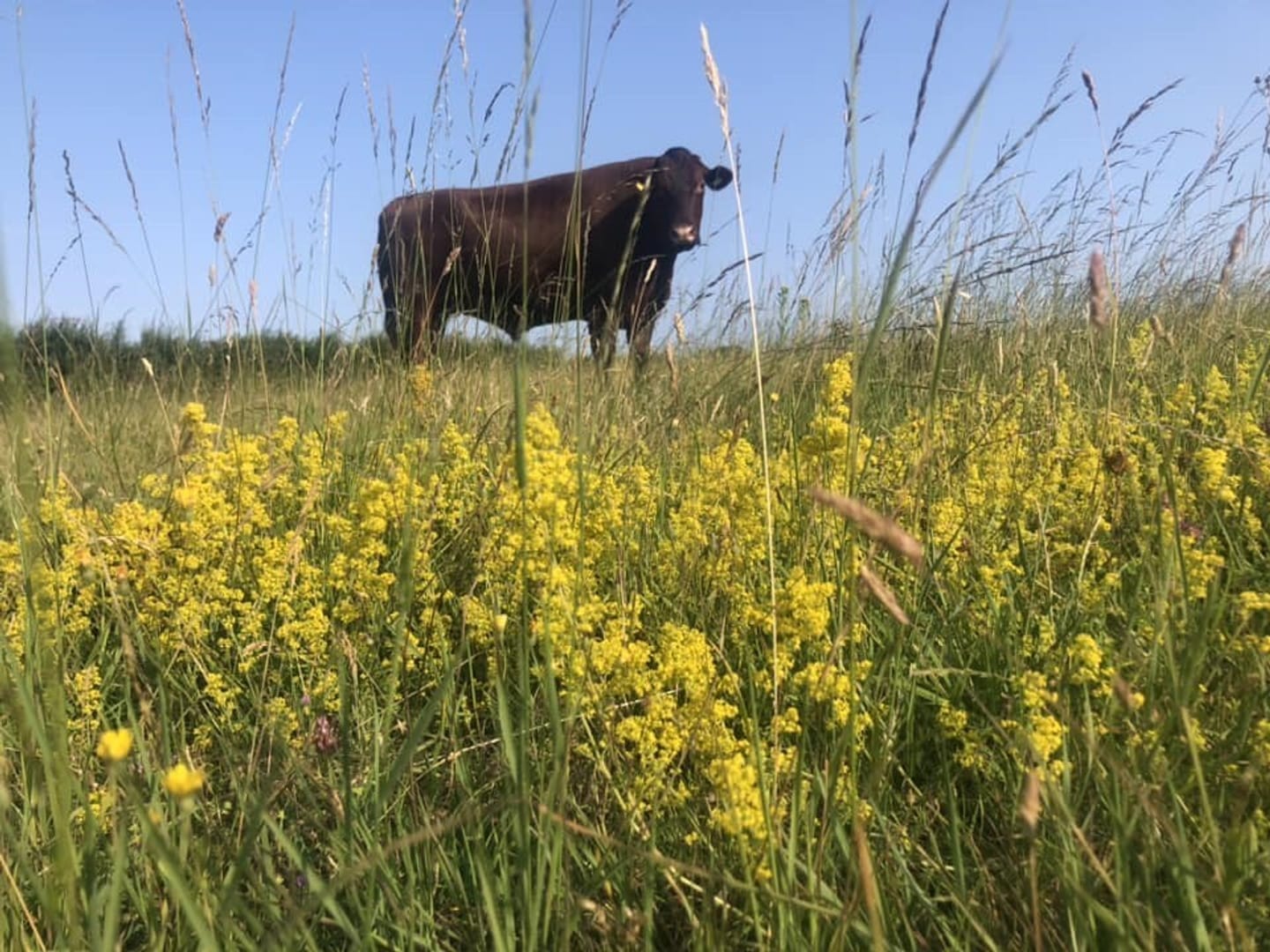 A brown cow standing in a grassy meadow filled with bright yellow bedstraw flowers under a clear blue sky.
