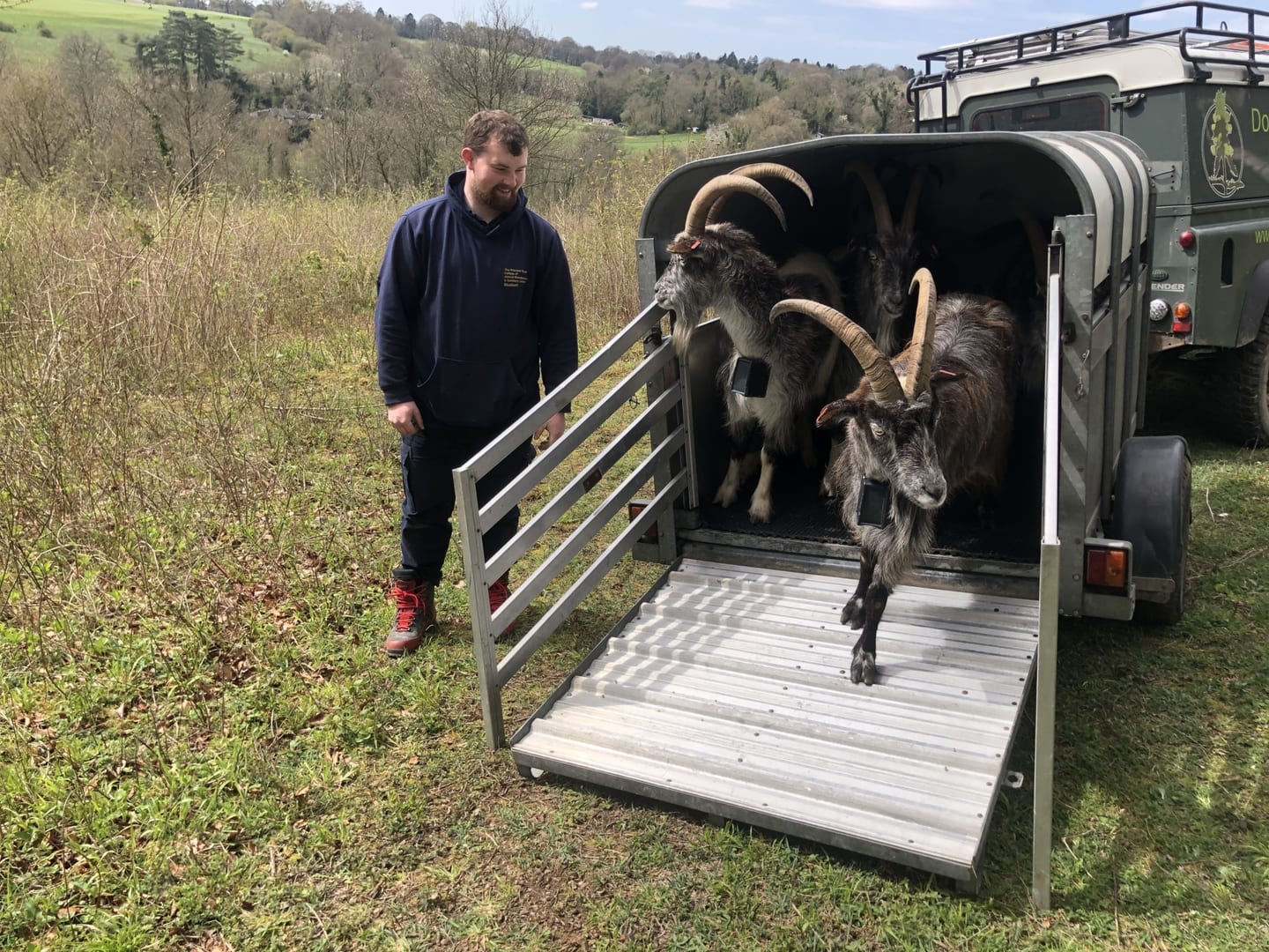 A man unloading long-horned goats from a livestock trailer on Coneyboro Hill.