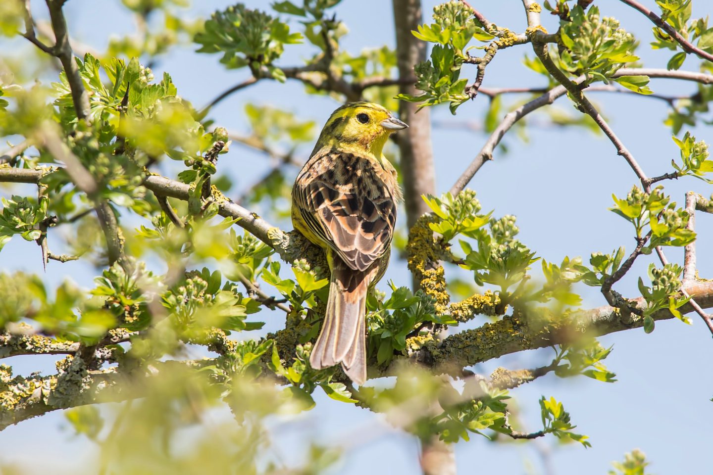A Yellowhammer: A small bird with yellow and brown plumage is perched on a branch of a tree. The tree has green leaves and the background is a clear blue sky. The bird is facing to the right, showing its side profile.